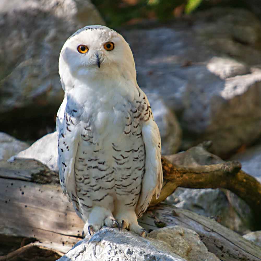 Nachteulen für die Kapuziner